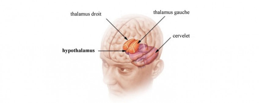Les effets du tabac sur le cerveau