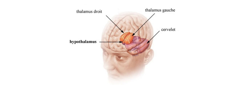 tabac et cerveau